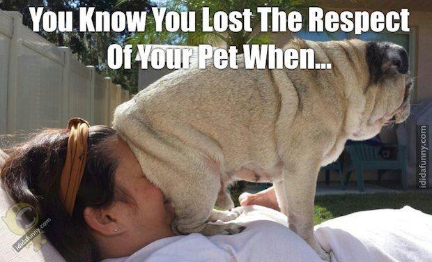 dog sits on your face