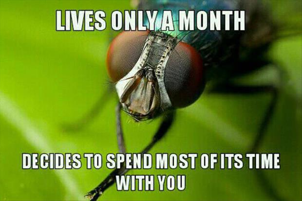 flies live only a month