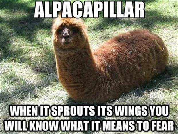 funny alpaca