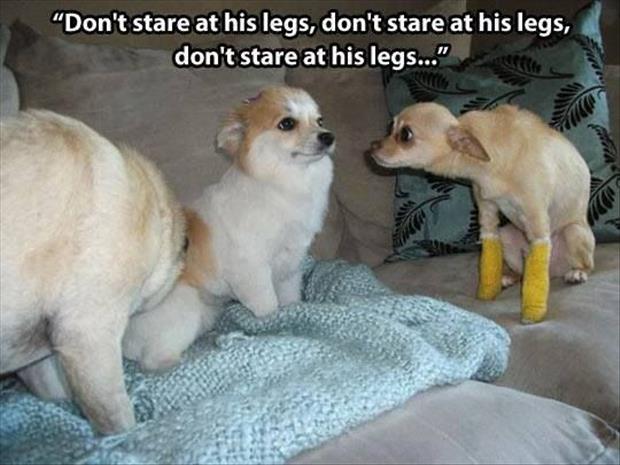 funny animals (11)