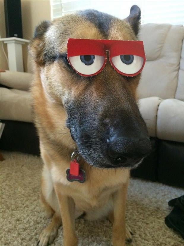funny dog eyes