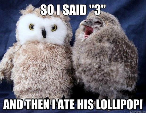 funny owl