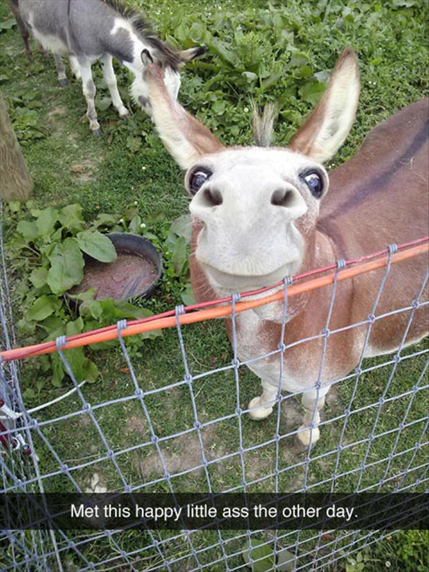 happy donkey