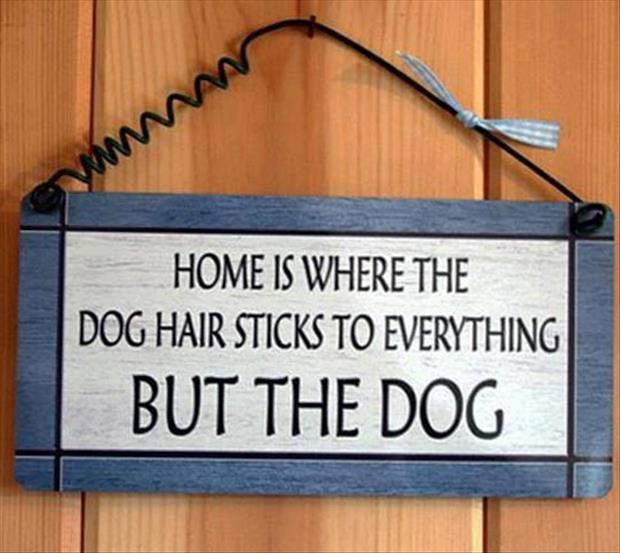 home is where the dog hair is