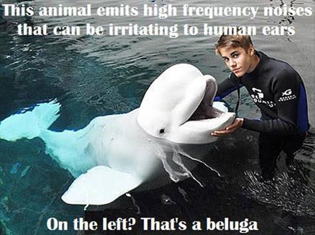 justin beiber jokes