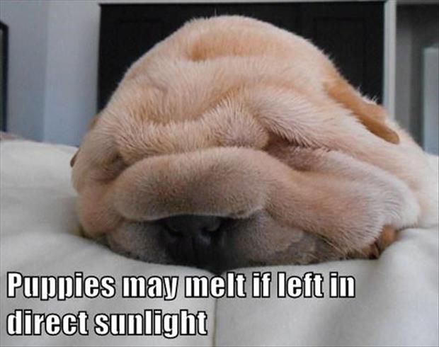 melting puppies