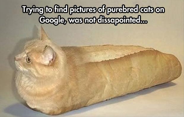 purebread cats