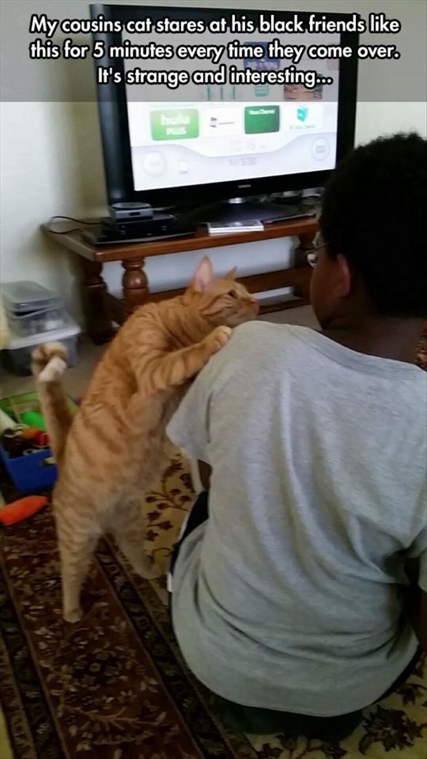 the cat loves black people