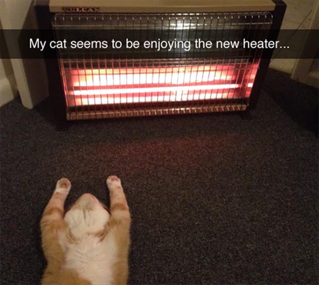 the cat loves the heater