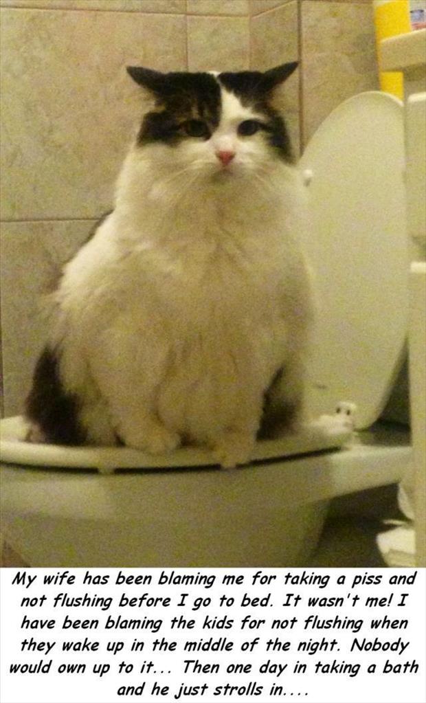 the cat using the toilet