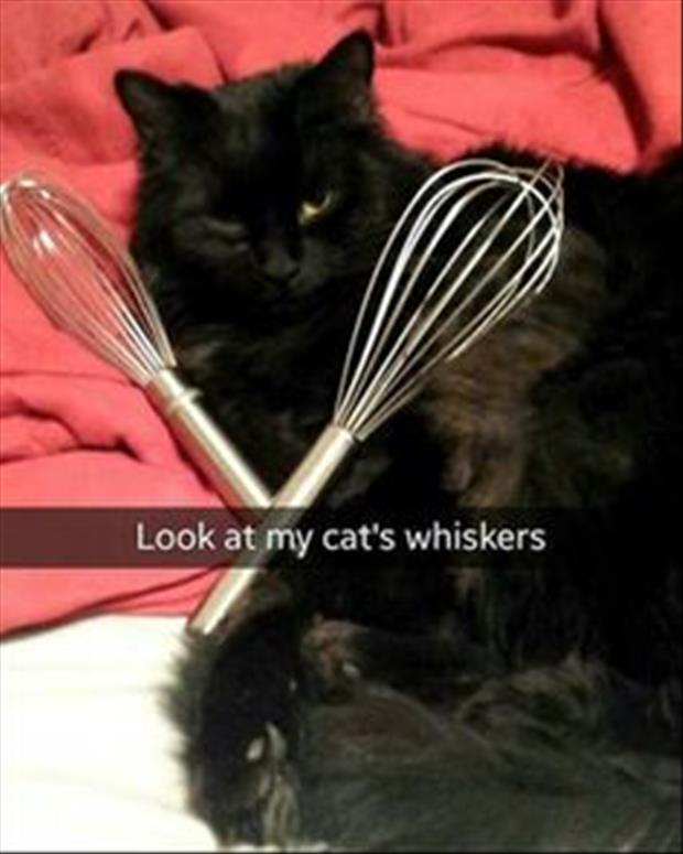 the cat's whiskers