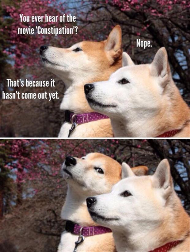 the dog joke meme