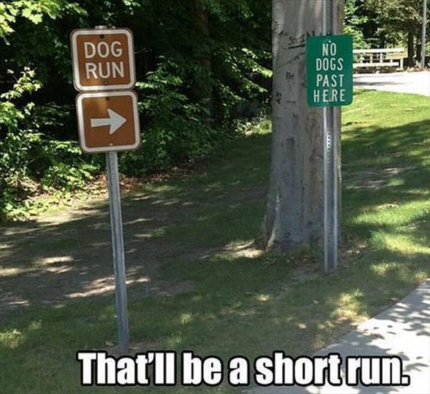 the dog run