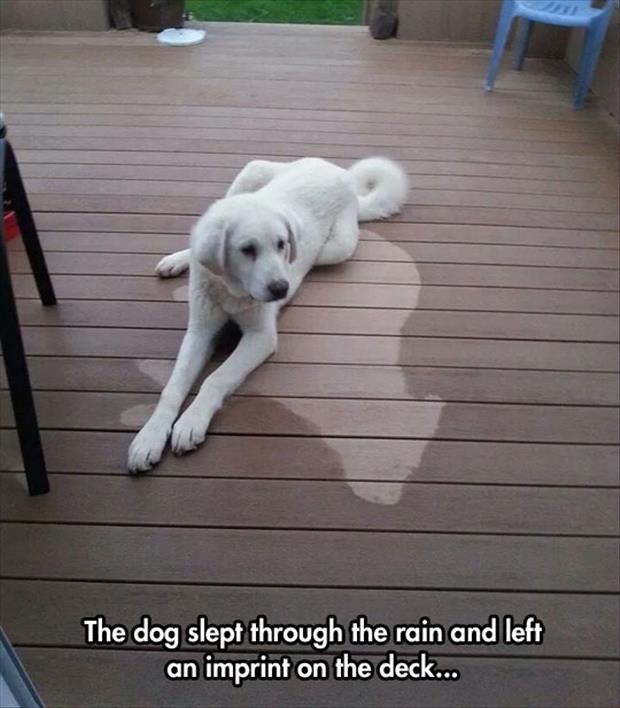 the dog slept through the rain