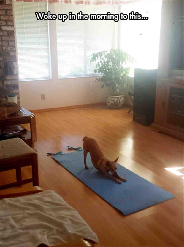 wake up to the dog working out yoga