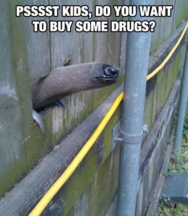 you want to buy some drugs