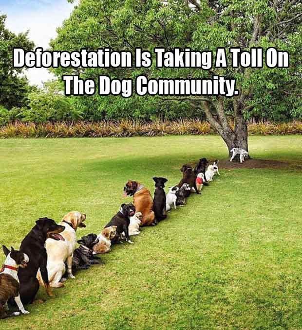 Deforestation Is Taking A Toll On The Dog Community