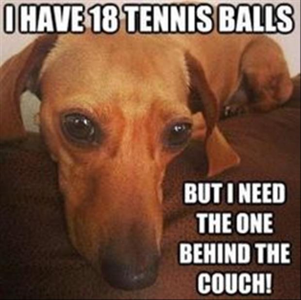 I need tennis balls dog