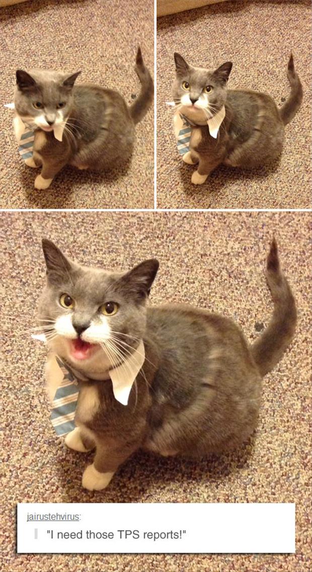 a cat needs those tps reports