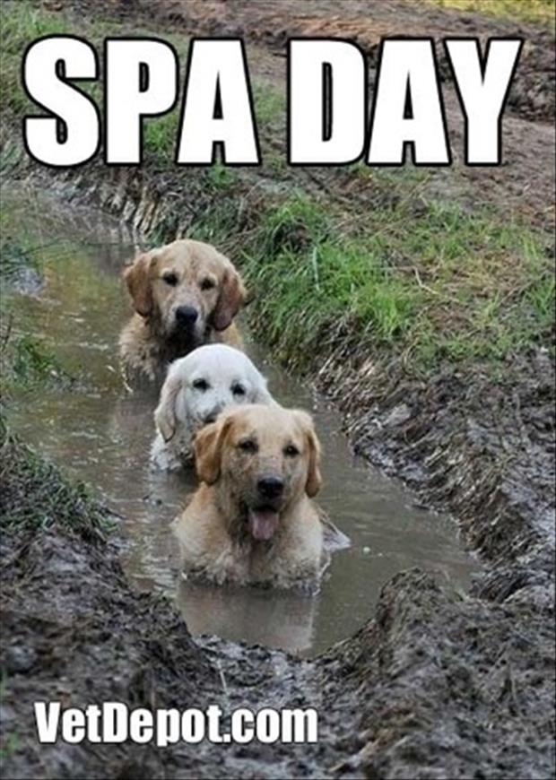 a spa day for dogs