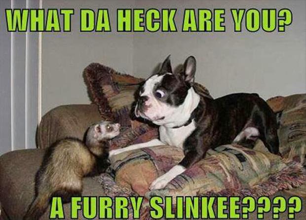 attack of the funny animals (10)