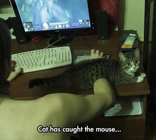 cat has caught the mouse