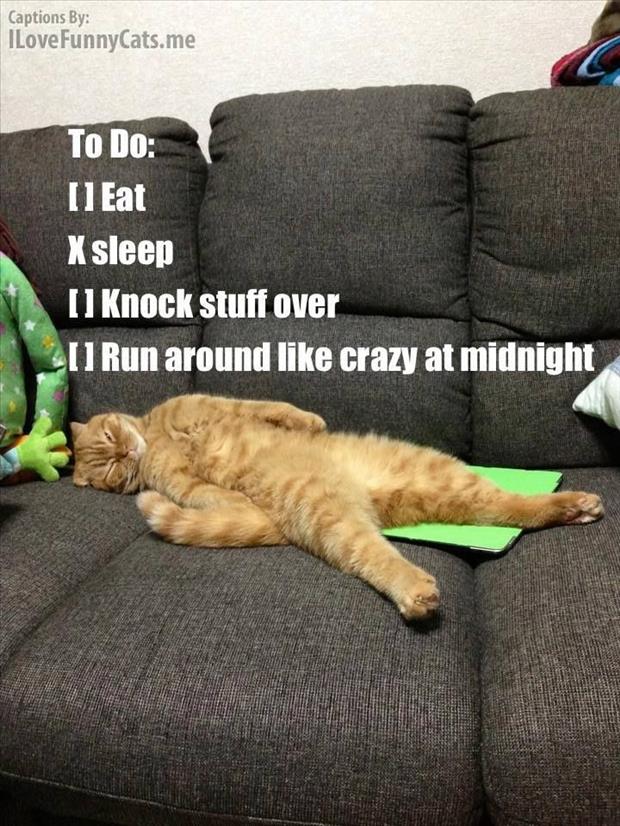 cat's to do list