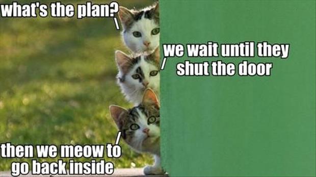 cats with a plan