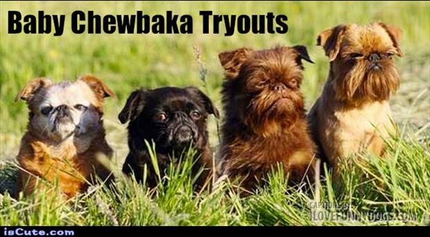 chewbaka tryouts