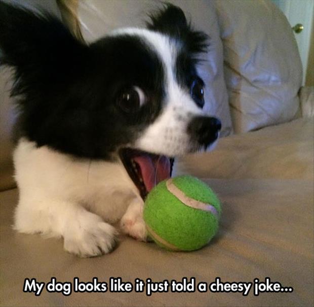 dog loves cheesy jokes