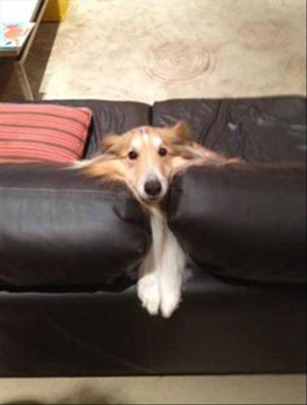 dog on a couch