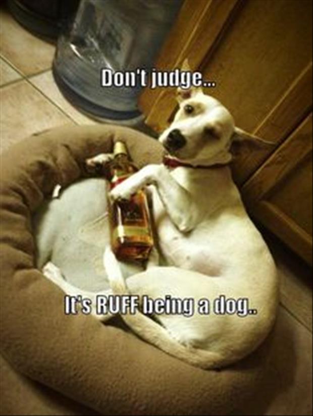 drinking dog