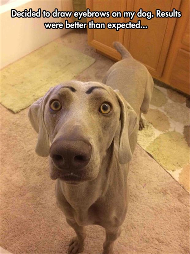 eyebrows on a dog
