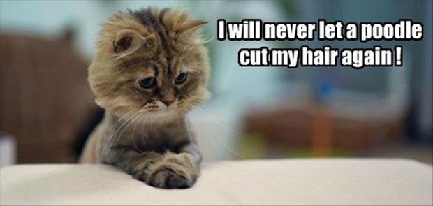 funny cat hair cuts