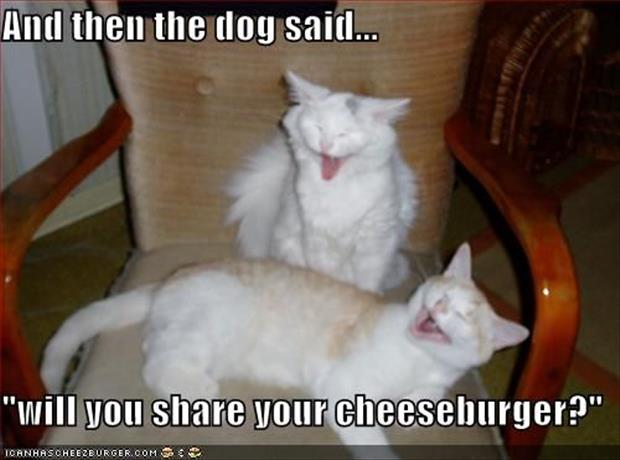 funny cat jokes