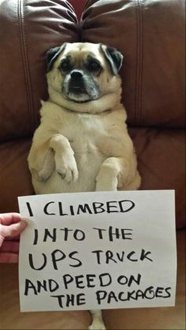 funny dog shaming