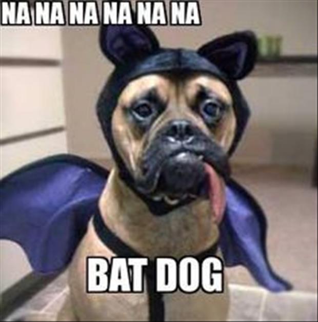 he's bat dog