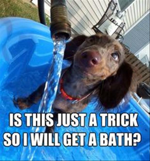 how to give a dog a bath