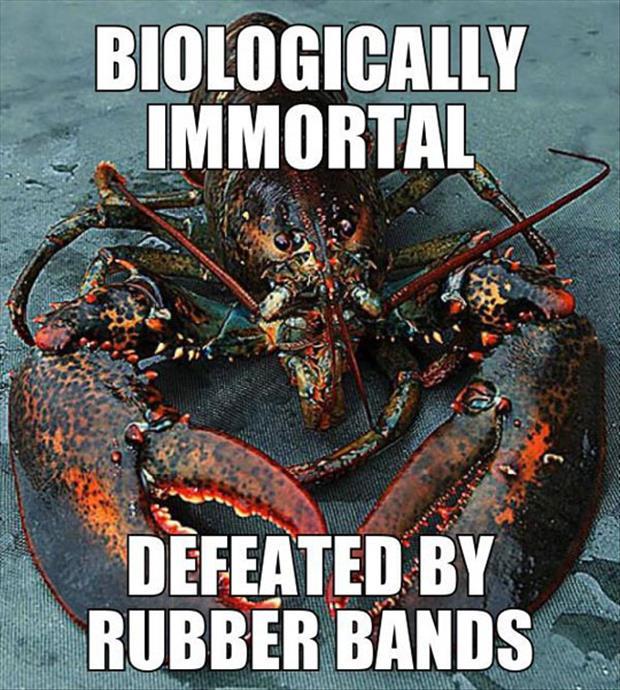 immortal lobster