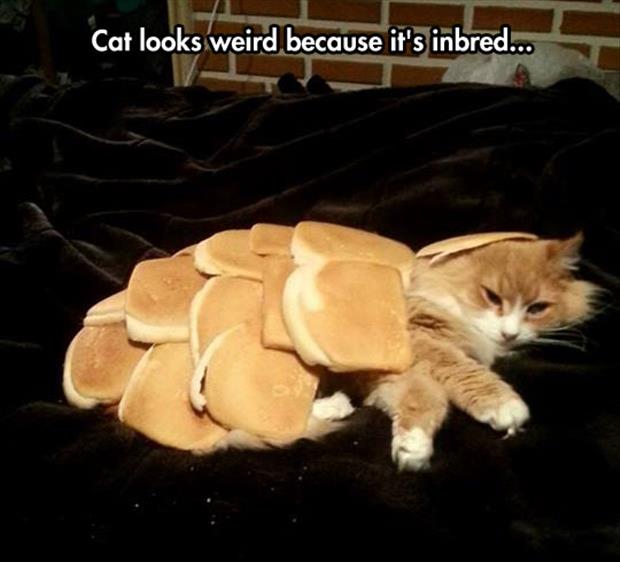 inbread cat