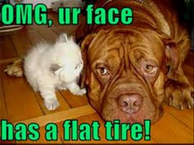 kitten and flat tire dog face