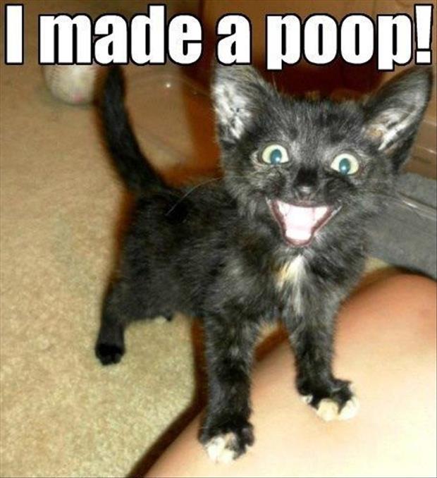 kitten poop