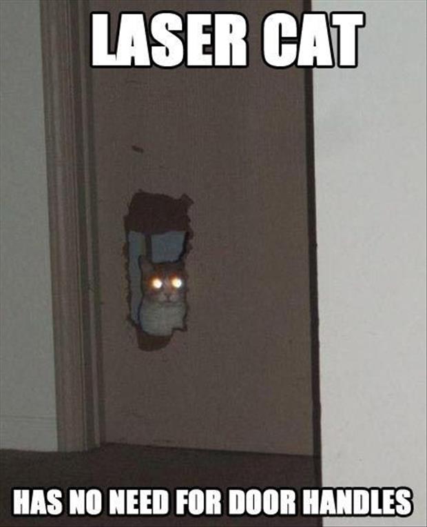 laser cat