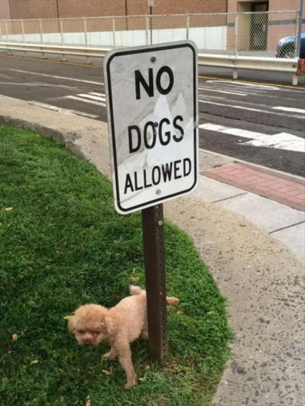 no dogs allowed