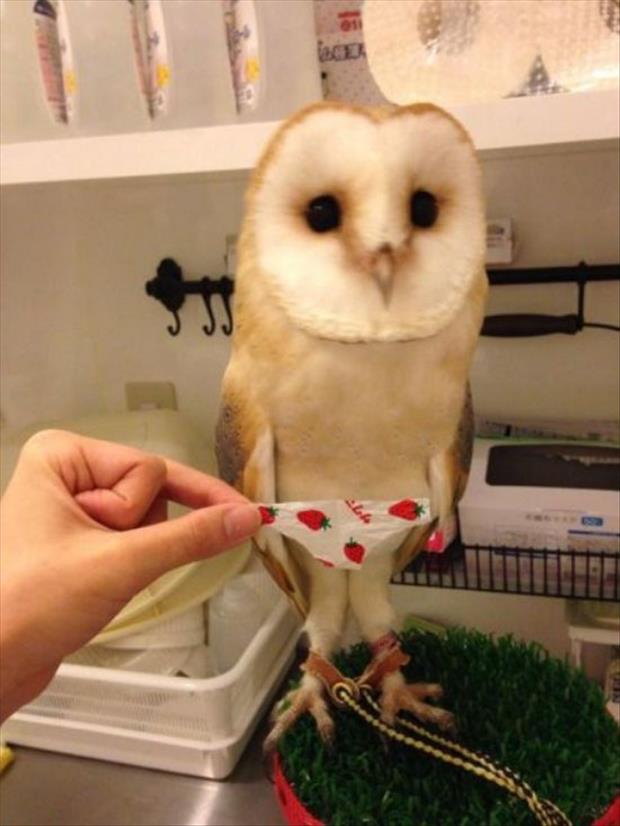 owl in panties