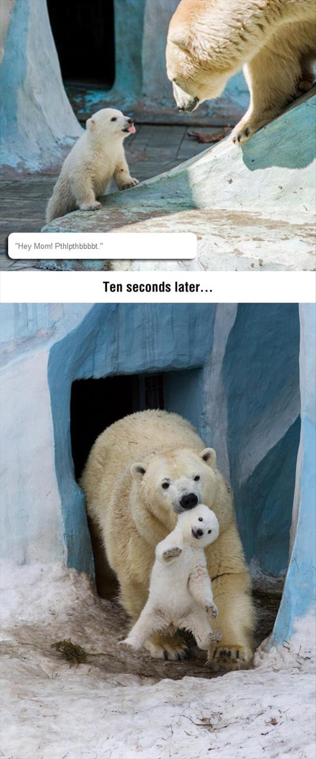 polar bear in trouble