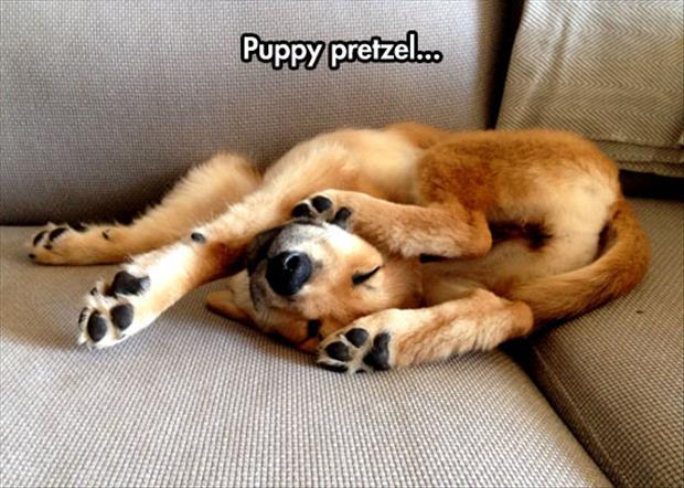 puppy pretzel