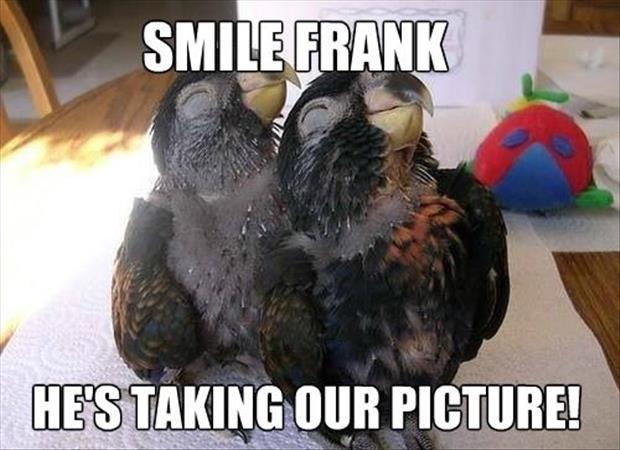 smiling birds