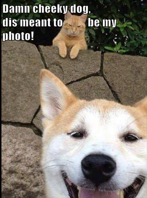 stupid photobomb dog