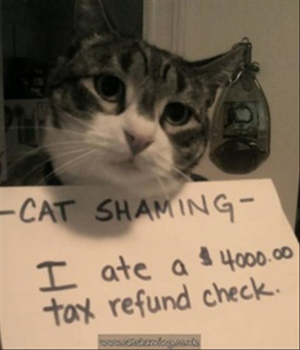 tax refund check cat ate it